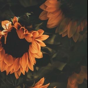 Meet your Posher, Alisa